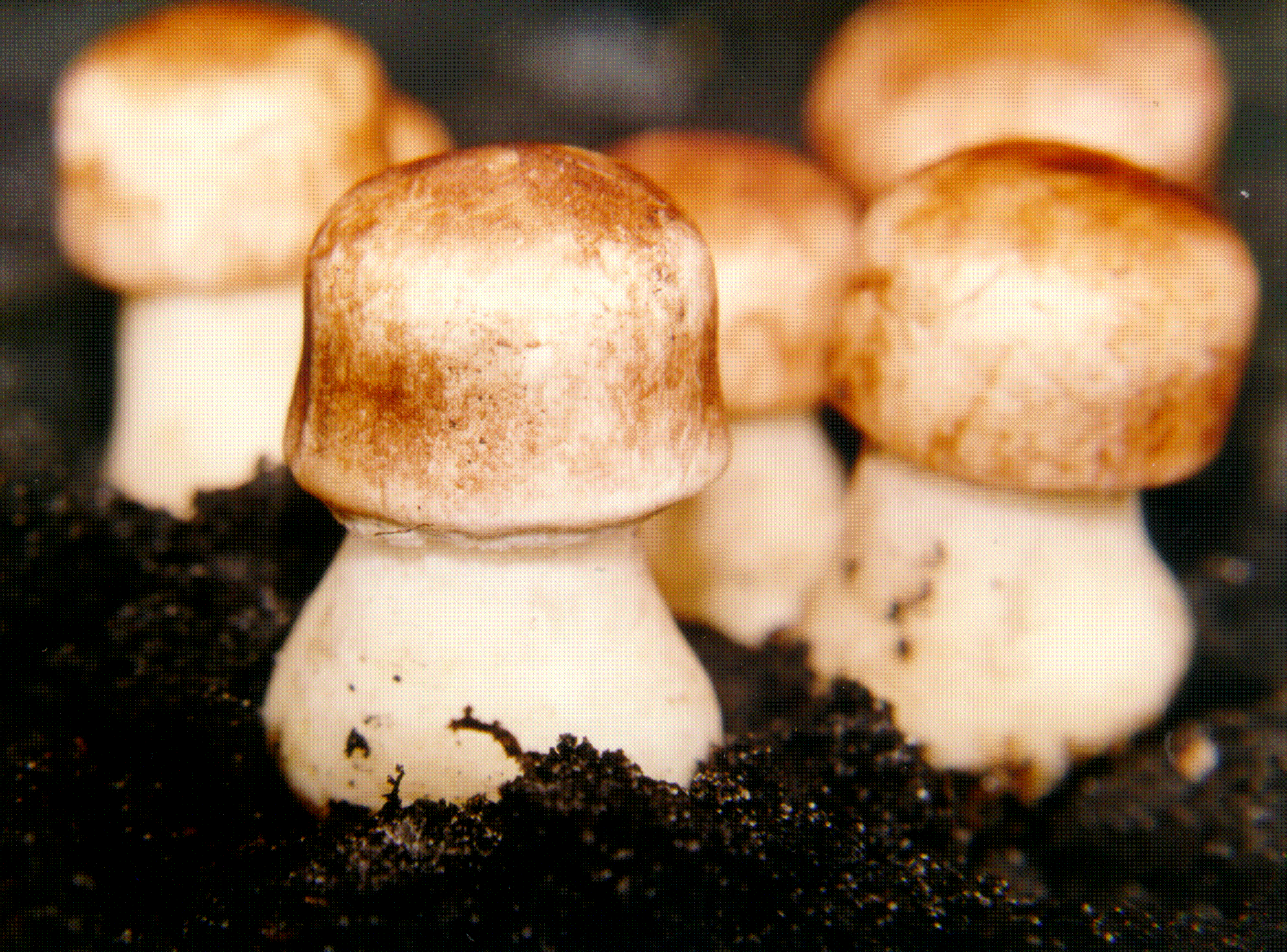 Agaricus blazei Mushroom